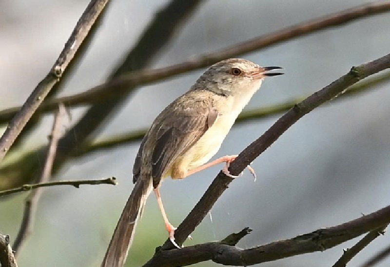 Chiền chiện bụng hung Prinia inornata tại Phá Hạc Hải