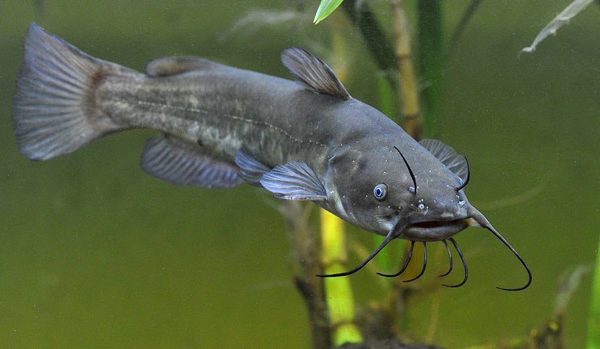 Loài cá Ameiurus nebulosus