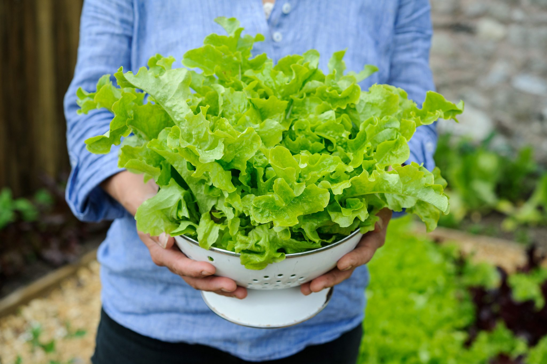 Các nhà khoa học lần đầu tạo protein thịt ngay trong cây xà lách