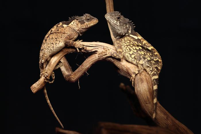 Loài thằn lằn Acanthosaura syrax