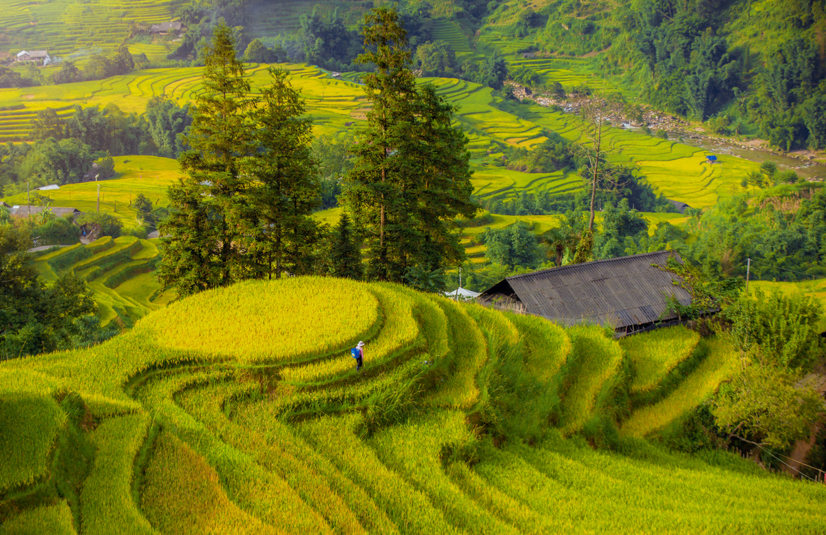 Tháng 9 cũng là thời điểm những thửa ruộng bậc thang Tây Bắc bước vào mùa vàng.