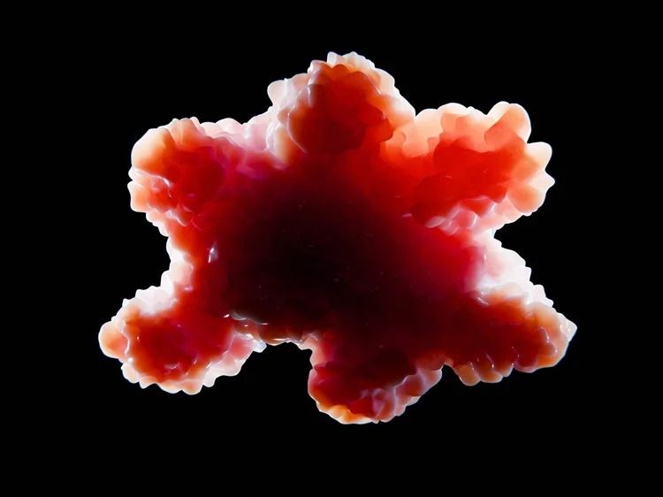 Hình ảnh mô organoid (Ảnh: Juan Gaertner / Shutterstock)