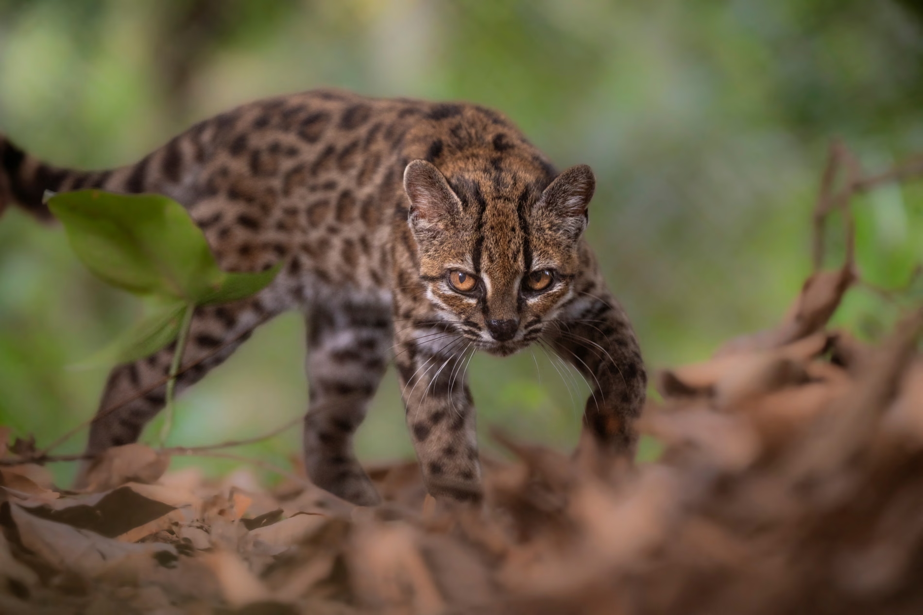 Một con mèo Leopardus tilcayo tại nơi trú ẩn động vật Senda Verde ở vùng Yungas của Bolivia trong tháng 9 năm 2026 (Ảnh: Fernando Faciole/National Geographic/Reuters)