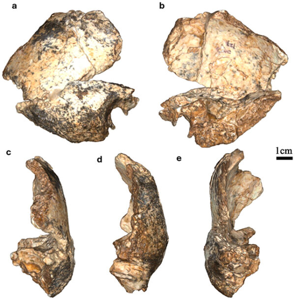 Những mảnh hóa thạch DNH 127 (Ảnh: Martin et al., Ann. Hum. Biol., 2026)