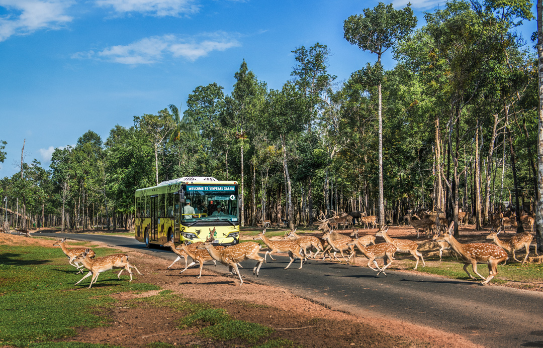 Giữ “kỷ lục kép” thế giới - Vinpearl Safari Phú Quốc “khủng” cỡ nào?