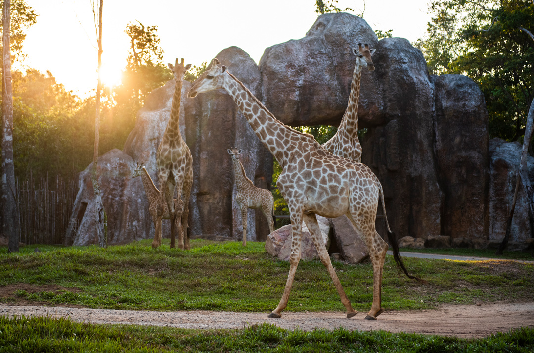 Giữ “kỷ lục kép” thế giới - Vinpearl Safari Phú Quốc “khủng” cỡ nào?