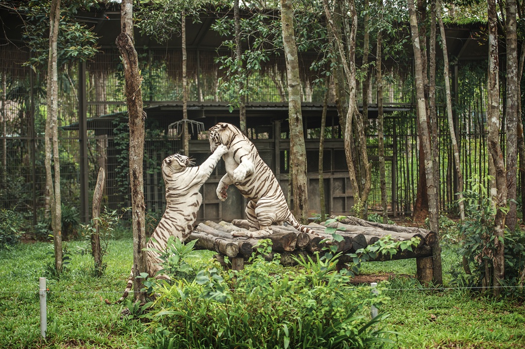 Giữ “kỷ lục kép” thế giới - Vinpearl Safari Phú Quốc “khủng” cỡ nào?