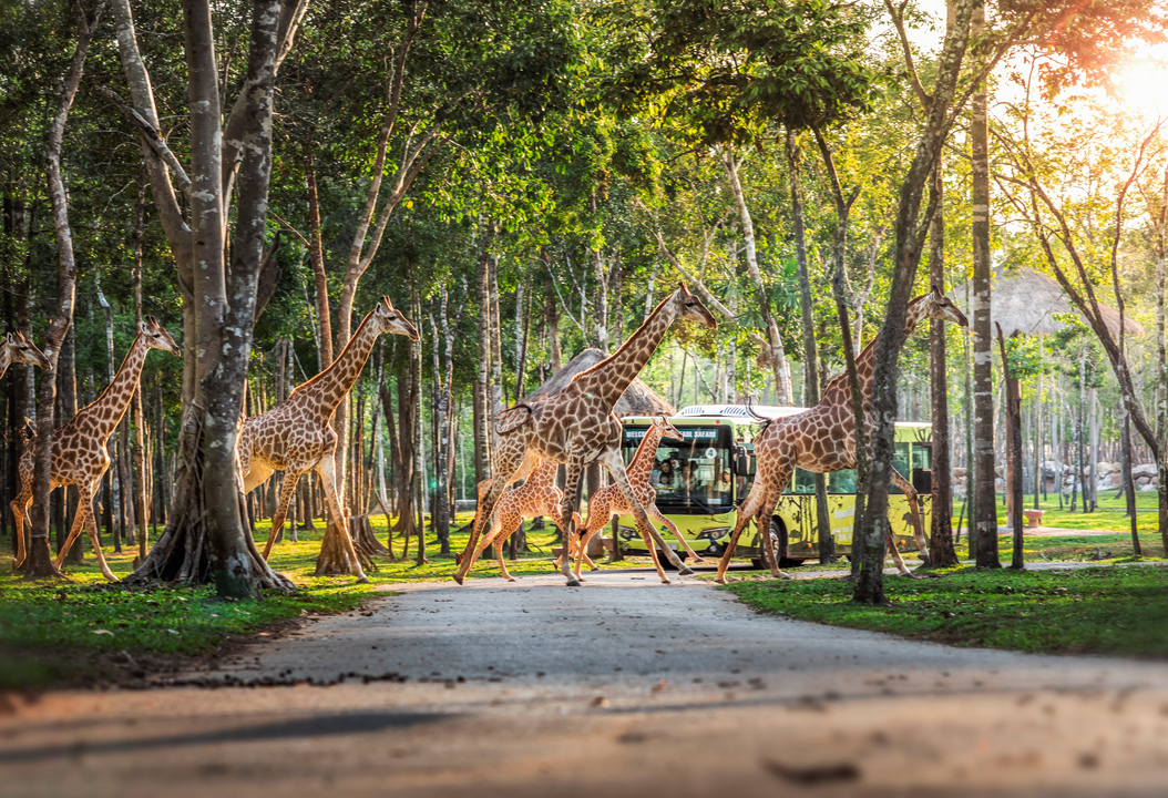 Giữ “kỷ lục kép” thế giới - Vinpearl Safari Phú Quốc “khủng” cỡ nào?