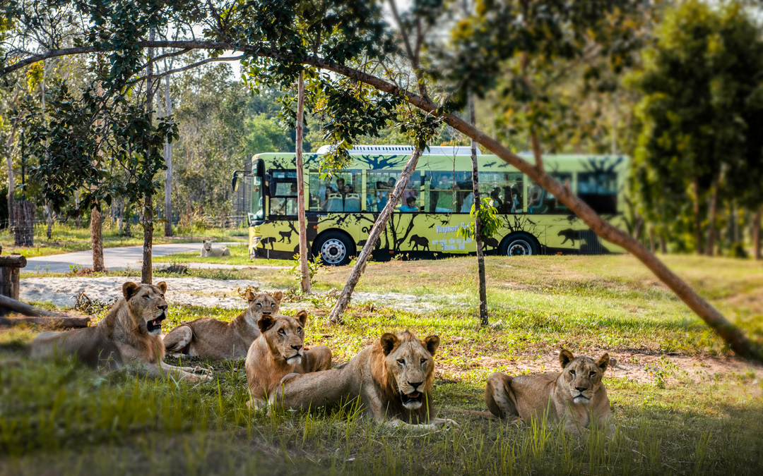 Giữ “kỷ lục kép” thế giới - Vinpearl Safari Phú Quốc “khủng” cỡ nào?