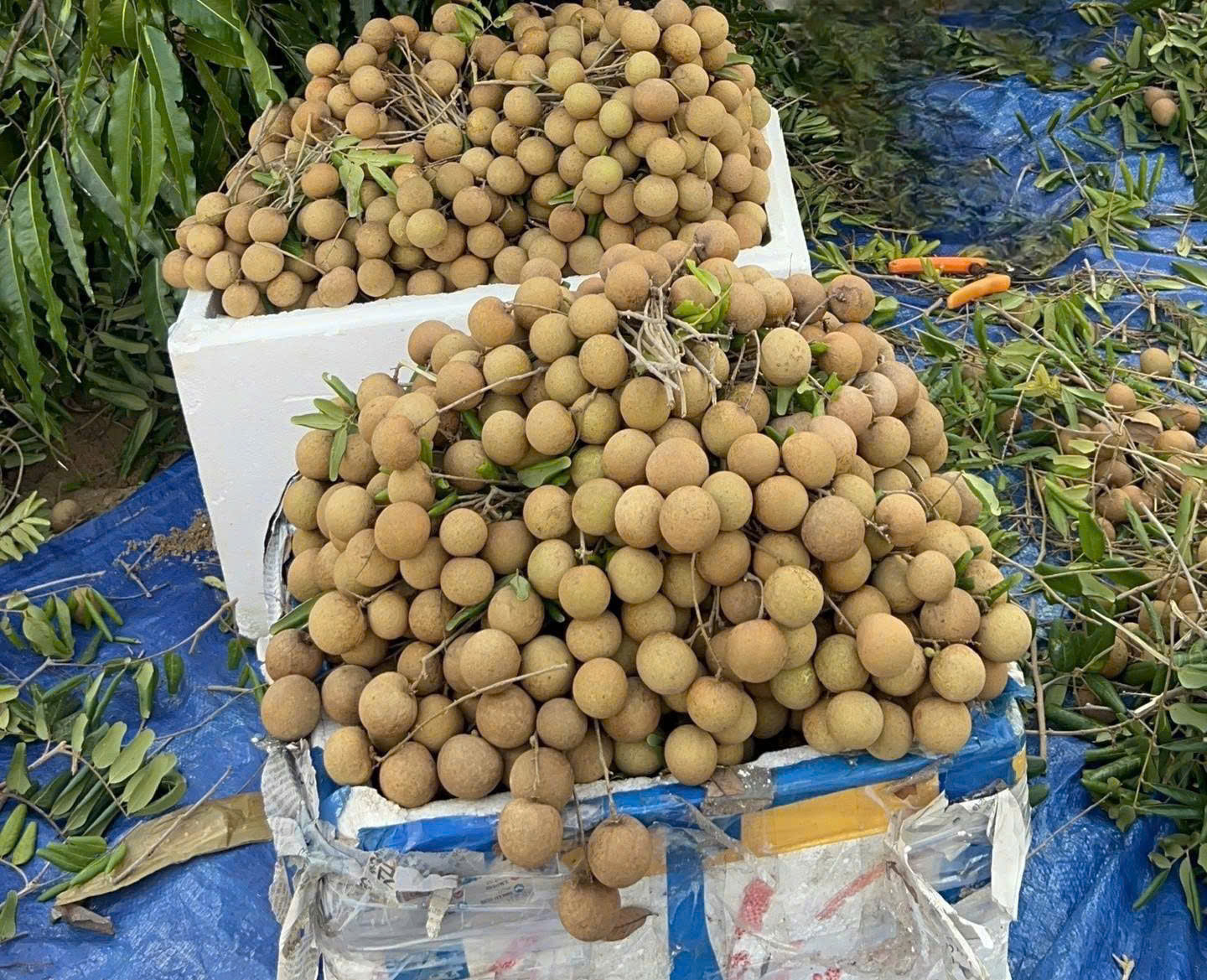 Nhãn xuồng cơm vàng là một trong những cây ăn trái chủ lực của các xã Đất Đỏ, Phước Hải, Hòa Hiệp, Bình Châu...