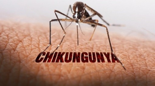 Bệnh Chikungunya lây truyền sang người qua muỗi vằn. Ảnh: Sở Y tế TP.HCM