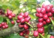 Robusta tiếp tục là 'điểm sáng' trong thị trường cà phê
