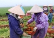 Hải Dương công bố giá nông sản giải cứu: Cà rốt, ổi, chuối, cà chua, su hào chỉ 2.000- 6.000 đồng/kg 