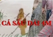 Bắt cá sấu 4m ăn thịt người