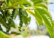 Giá tiêu trong nước đi ngang, thế giới tiếp tục tăng