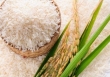 Giá lúa gạo trong nước tăng, xuất khẩu giảm