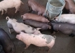 Dự báo giá heo hơi ngày 13/5: Tăng cục bộ tại một số địa phương