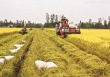 Giá gạo trong nước giảm 200 đồng/kg