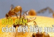 Mẹo hay: Làm thế nào để thoát khỏi ruồi giấm trong nhà bếp của bạn?