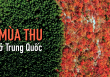 Mùa thu được phân chia hoàn hảo ở Trung Quốc
