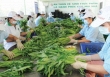 Rau sống là mặt hàng phải chịu kiểm tra dư lượng thuốc trừ sâu nhiều nhất khi vào thị trường châu Âu