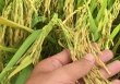 Giá lúa gạo giảm ở Đồng bằng sông Cửu Long giảm nhẹ