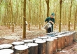 Giá cao su đồng loạt tăng mạnh  trên các sàn châu Á 