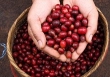 Giá cà phê trong nước tăng nhẹ 200 đồng/kg
