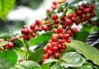 Giá cà phê tiếp tục tăng, giá robusta đạt mức 2.297 USD/tấn