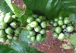 Giá cà phê trong nước tăng 500 đồng/kg 