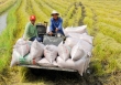 Giá gạo xuất khẩu ghi nhận xu hướng chững lại