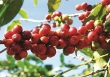 Giá cà phê trong nước tăng nhẹ 100 đồng/kg