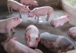 Giá heo hơi nhiều địa phương vẫn không vượt mức 50.000 đồng/kg
