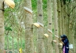 Xuất khẩu cao su tăng nhẹ 