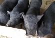 Giá heo hơi duy trì ở mức dưới  50.000 đồng/kg