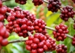 Giá cà phê robusta giảm 2 USD/tấn