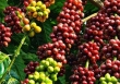Giá cà phê Tây Nguyên giảm 200 đồng/kg
