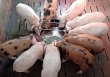 Giá heo hơi giữ ổn định quanh ngưỡng 50.000 đồng/kg