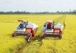 Giá lúa ổn định, giá gạo biến động trái chiều