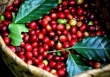 Giá cà phê trong nước xuống dưới mốc 31.000 đồng/kg