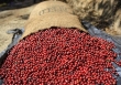 Giá cà phê đồng loạt tăng, robusta đạt mức 2.237 USD/tấn