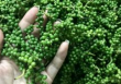 Xuất khẩu hồ tiêu hai tháng đầu năm giảm về lượng nhưng giá trị tăng vọt