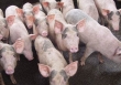 Giá heo hơi những ngày tới có xu hướng giảm