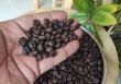 Thị trường nông sản 29/3: Cà phê, cao su tăng giá, hồ tiêu tiếp tục đi ngang