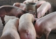 Giá heo hơi miền Bắc tăng thêm 1.000 đồng/kg