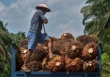 Tại sao lệnh cấm xuất khẩu dầu cọ của Indonesia lại châm ngòi lo lắng về giá thực phẩm toàn cầu?