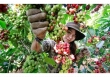 Thị trường nông sản 9/6: Giá nhiều loại nông sản chủ chốt đều giảm