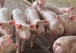 Giá heo hơi hôm nay 2/8: Đà giảm chậm dần
