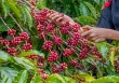 Thị trường nông sản vẫn chưa có dấu hiện khởi sắc