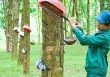 Dự báo không mấy tích cực về giá cao su